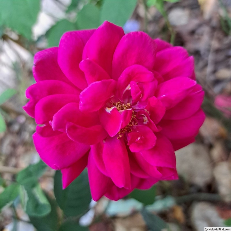 'Braithwaite' rose photo