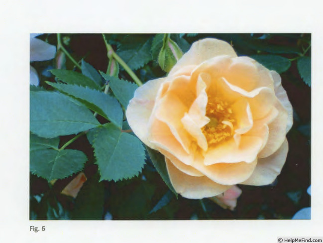 'ZLEeltonStrack' rose photo