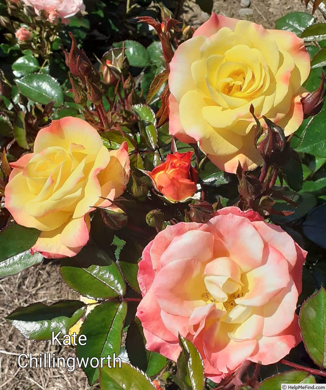 'Kate Chillingworth' rose photo