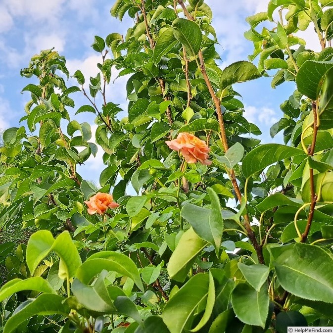 'Orangerie ®' rose photo