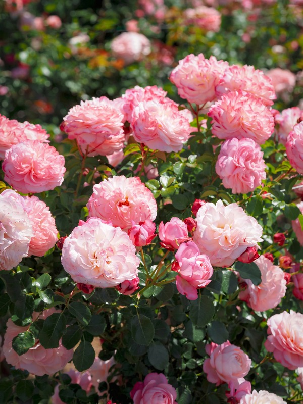 'David Hockney ®' rose photo
