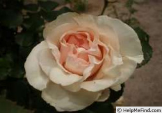 'D019-001' rose photo