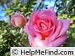 'Parfum Royal Cl.' rose photo
