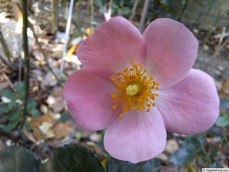 'Fortuna Vigorosa™' rose photo