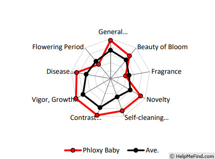 'Phloxy Baby' rose photo