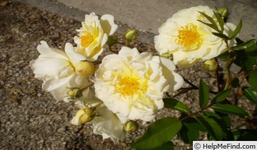 'Lemon Sherbet (shrub, Tagashira before 2014)' rose photo