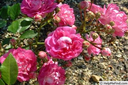 'Fujinami' rose photo