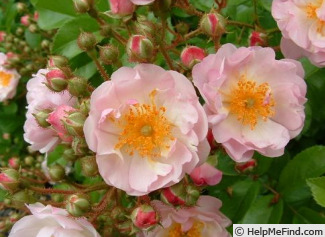 'Neverland' rose photo