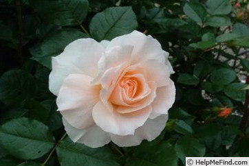 'Delight (shrub, Kawai & Mii, 1995)' rose photo