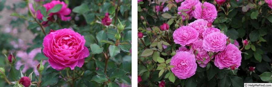 'Finesse' rose, click to enlarge 'Finesse' rose photo