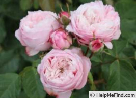 'Tumorabu' rose photo