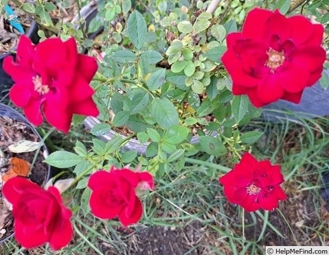 'Ruby Ruby ™' rose photo