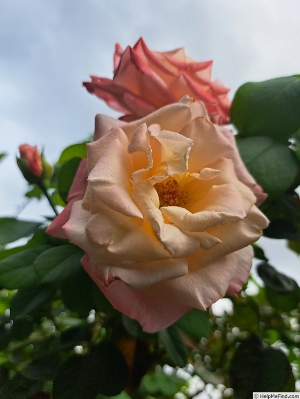 'Laetitia Casta ®' rose photo
