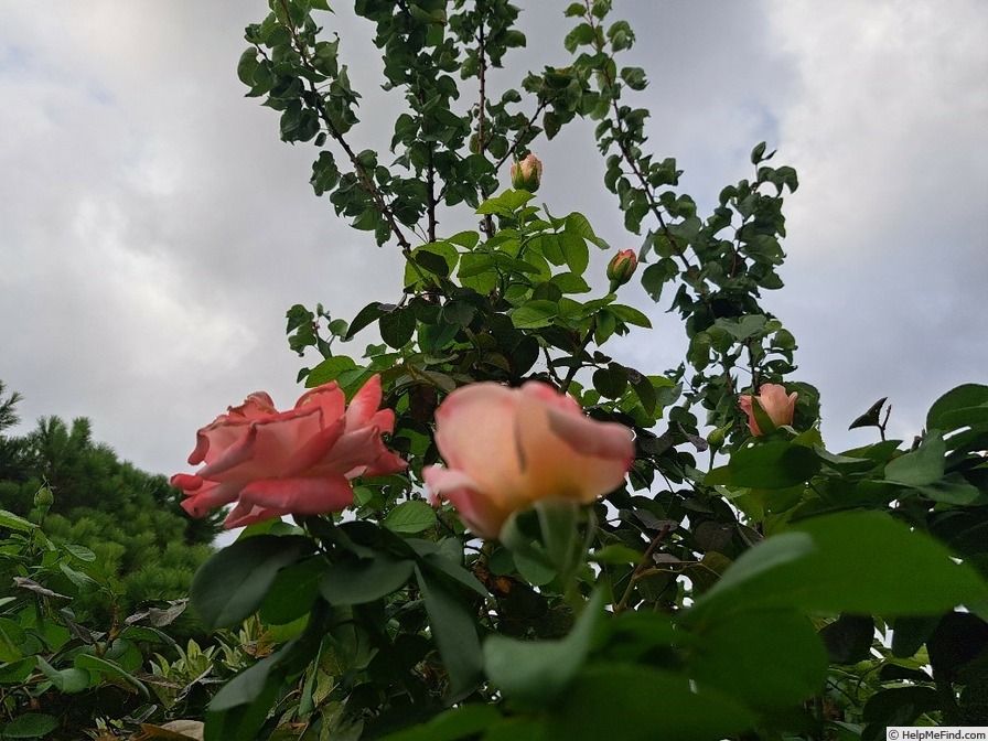 'Laetitia Casta ®' rose photo