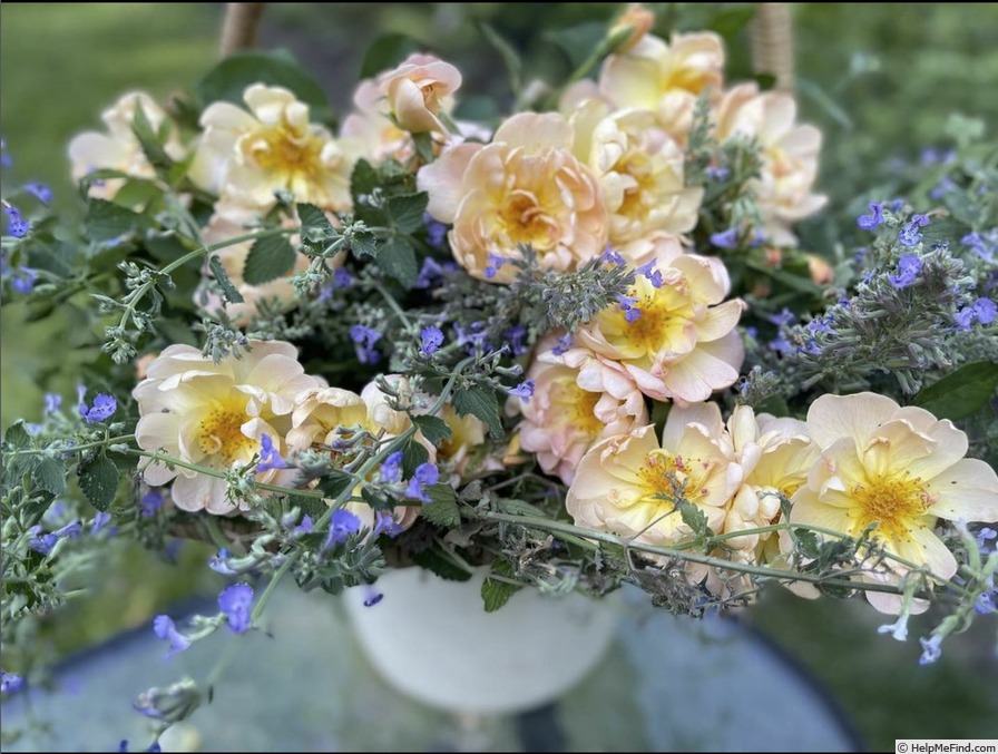 'The Lark Ascending' rose photo