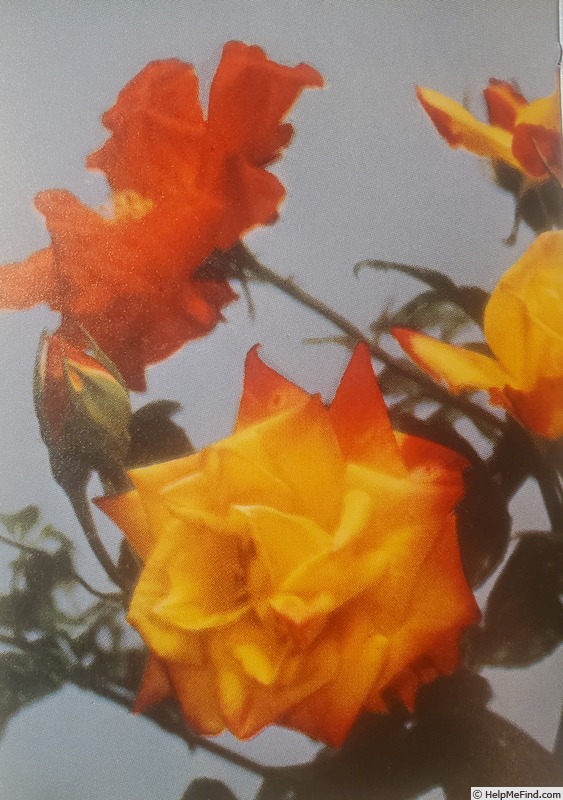 'Angela (floribunda, Kordes, 1957)' rose photo