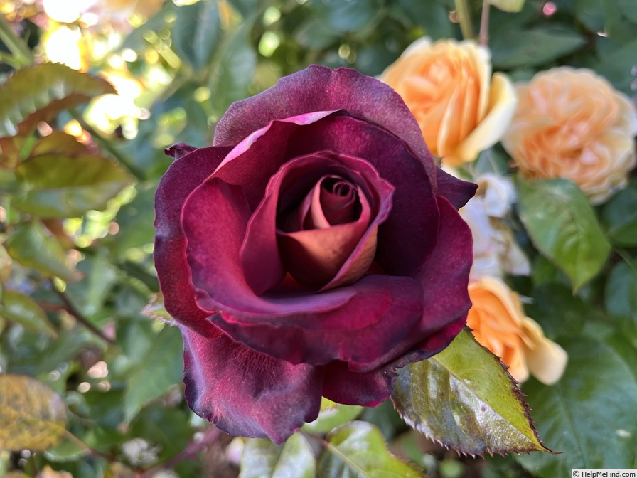 'Dark Night (hybrid tea, Meilland before 2008)' rose photo