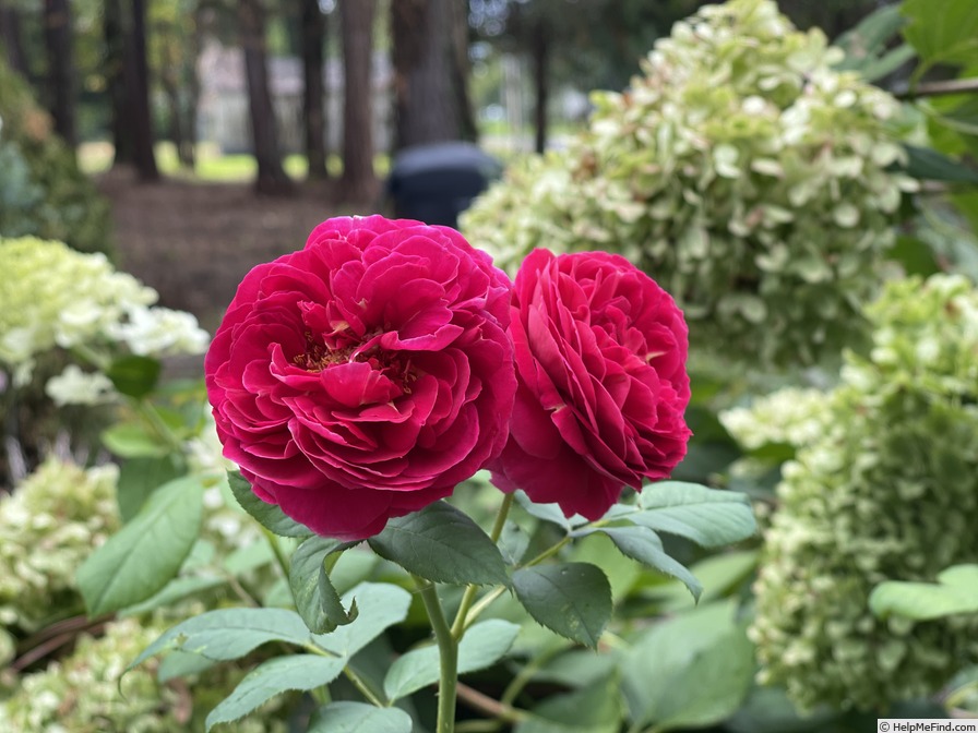 'Heathcliff' rose photo