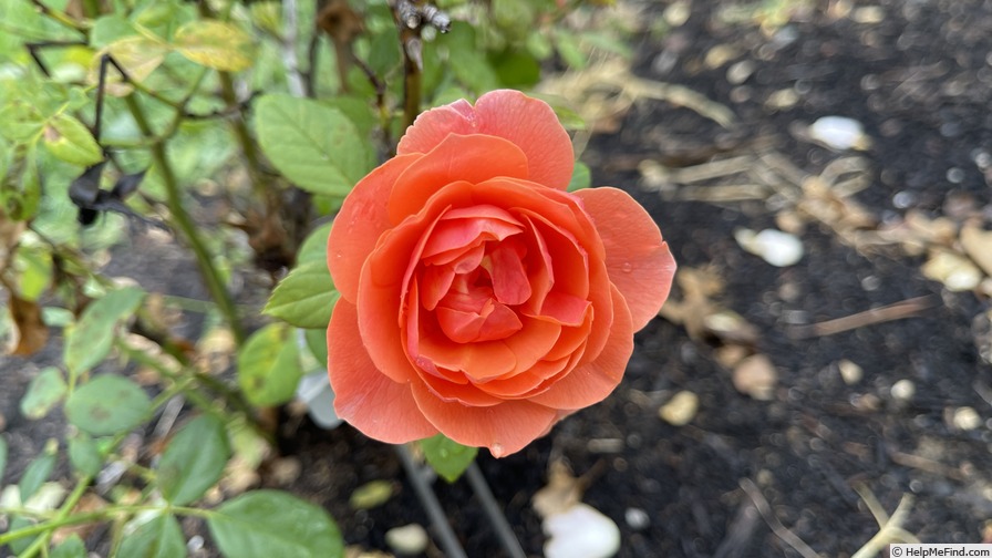 'Matchless Mother' rose photo
