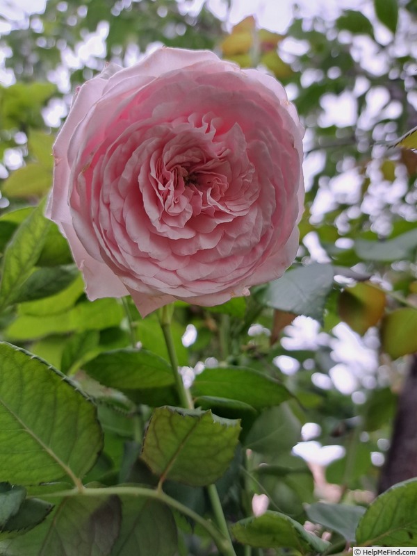 'Olivia Rose Austin ®' rose photo