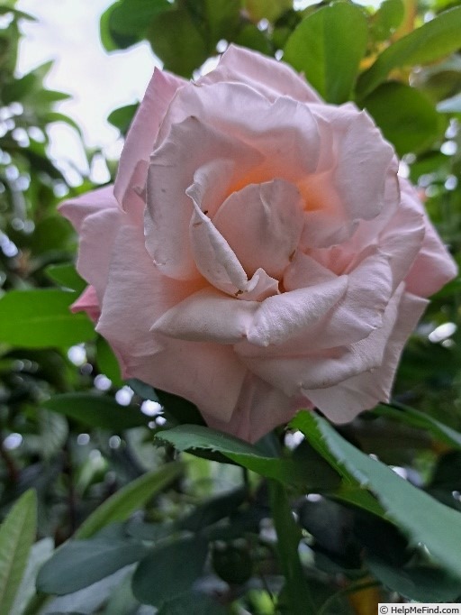 'Laetitia Casta ®' rose photo