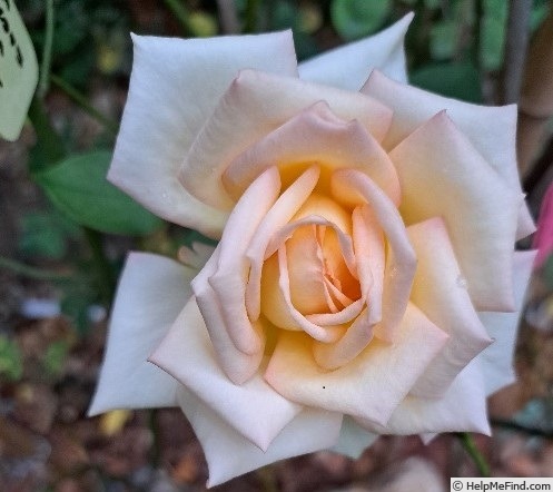 'Isabelle Joerger' rose, click to enlarge 'Isabelle Joerger' rose photo