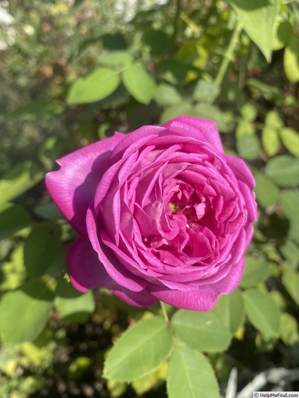 'La Reine' rose photo