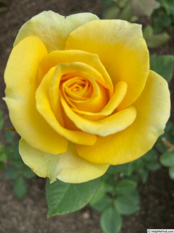 'St. Patrick ™ (hybrid tea, Strickland, 1986)' rose photo