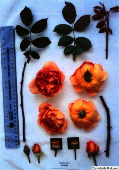 'AUSnyson' rose photo