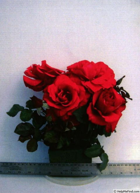 'Weksiamia' rose photo