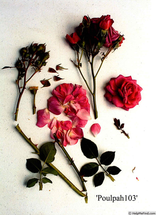 'POUlpah103' rose photo