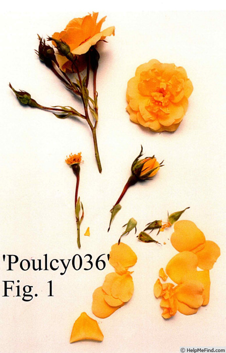 'POUlcy036' rose photo