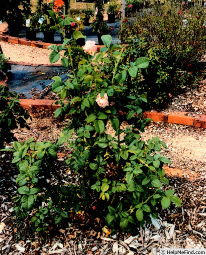 'GRApstg' rose photo