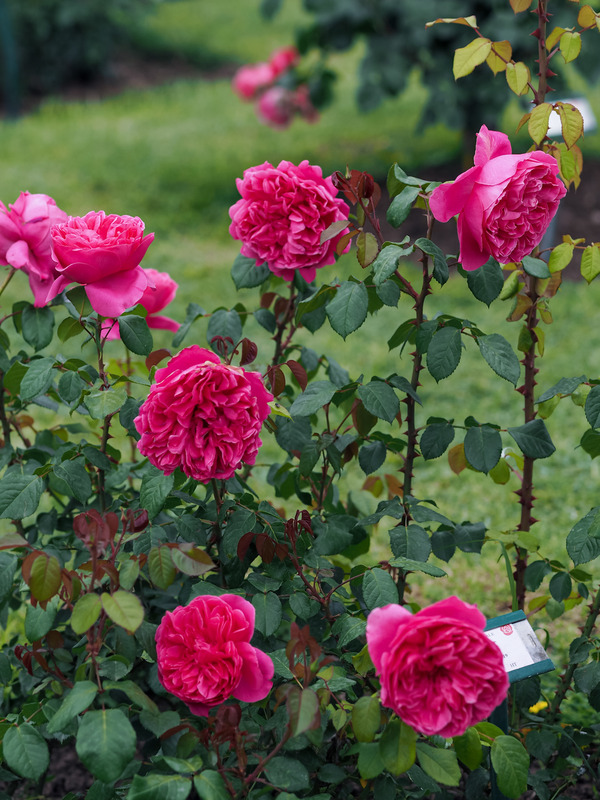 'AM762' rose photo
