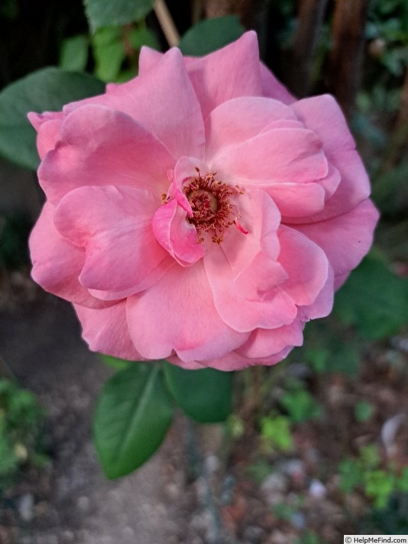 'Criterion' rose, click to enlarge 'Criterion' rose photo