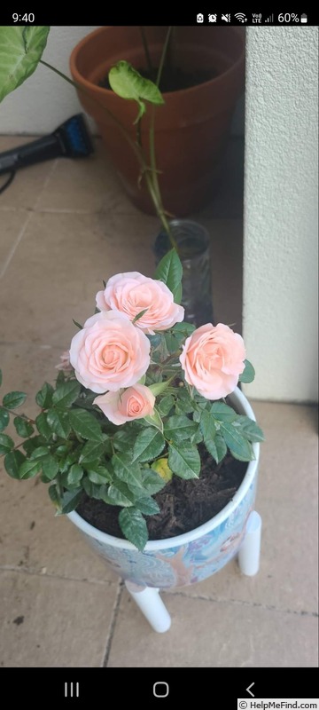 'Baby Jewel ®' rose photo