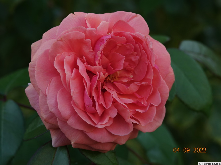 'Chippendale ®' rose photo