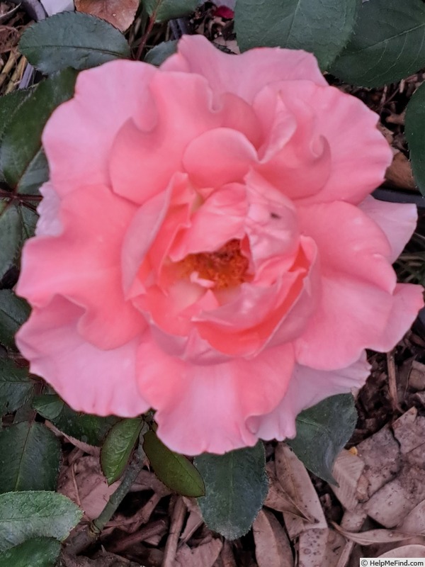 'Paris de Yves St. Laurent ™' rose photo