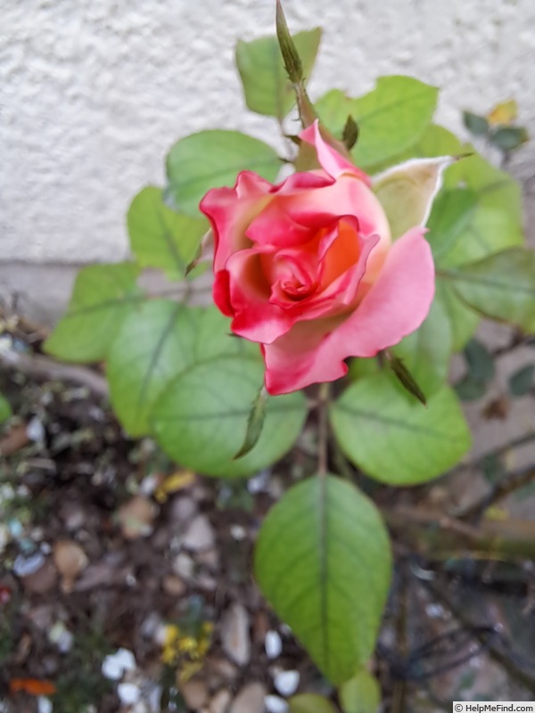 'La Garçonne ®' rose, click to enlarge 'La Garçonne ®' rose photo