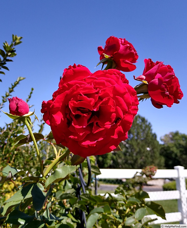 'Lady In Red (climber, Bedard 2017)' rose photo