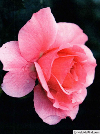 'ALTland' rose photo