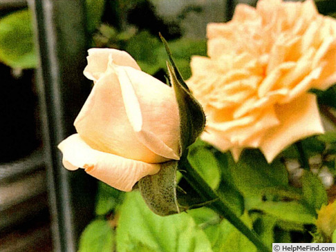 'KORbrocaze' rose photo