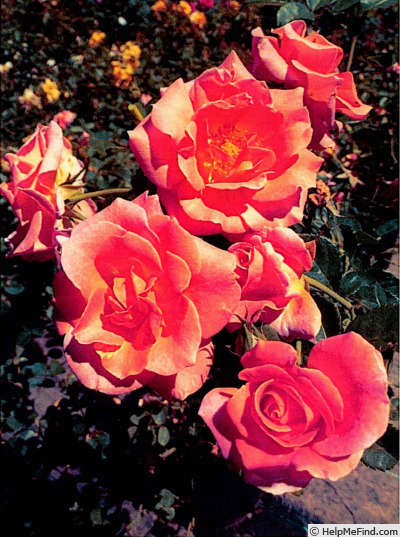 'GRAtusc' rose photo