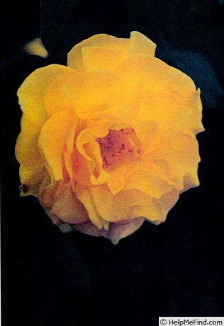 'ALTgoldice' rose photo