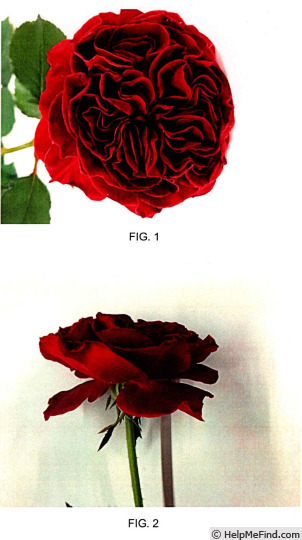 '80101WABARA' rose photo