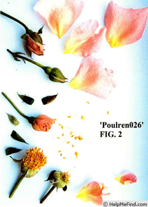 'POUlren026' rose photo