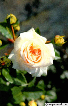 'NOA1112130' rose photo