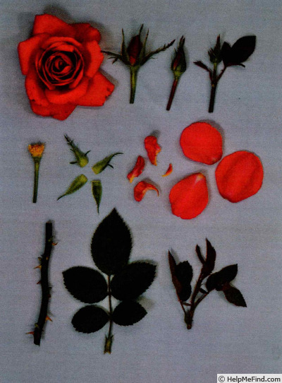 'KORpot066' rose photo