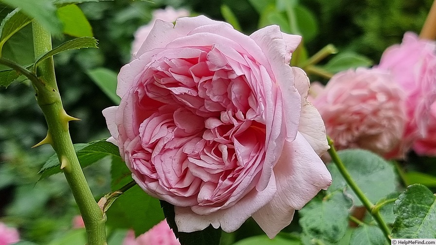 'Mauritia ®' rose photo