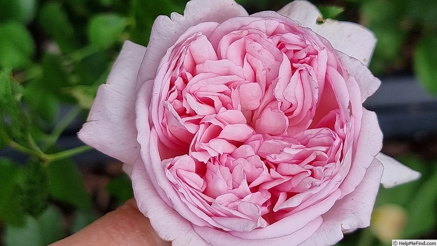 'Mauritia ®' rose photo